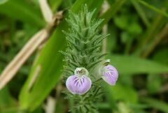 Rostellularia diffusa