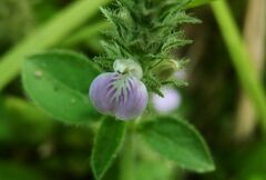 Rostellularia diffusa