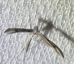 Stenoptilia zophodactylus
