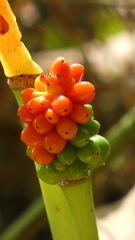 Arum cylindraceum