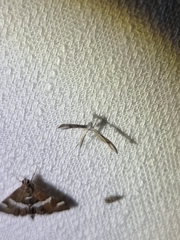 Stenoptilia zophodactylus