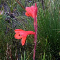 Watsonia coccinea