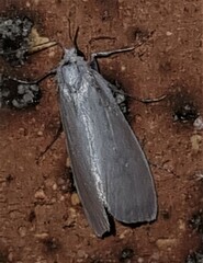 Tipanaea patulella