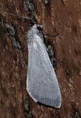 Tipanaea patulella