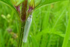 Crambus perlella
