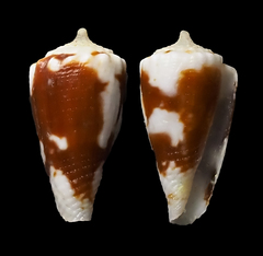 Conus exiguus