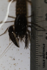 Tenuibranchiurus