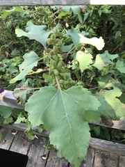 Xanthium orientale