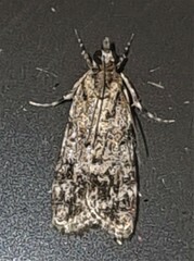 Scoparia chiasta