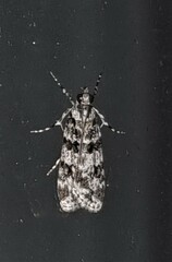 Scoparia chiasta