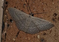 Scopula optivata