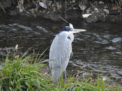 Ardea cinerea