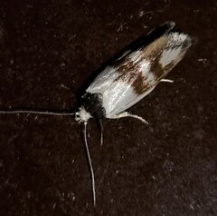 Antipterna trilicella