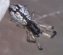 Argyrodes antipodianus