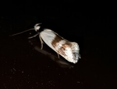 Antipterna trilicella