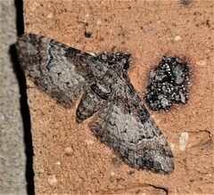 Mnesiloba eupitheciata