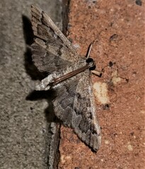 Nacoleia rhoeoalis