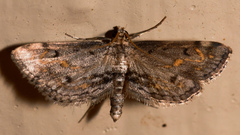 Parapoynx crisonalis