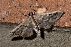 Nacoleia rhoeoalis