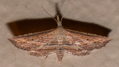 Stenopaltis lithina