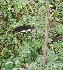 Papilio polytes