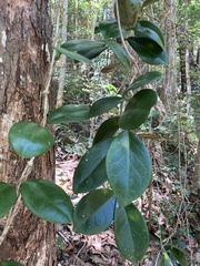 Hoya australis