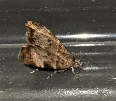 Choreutis melanopepla