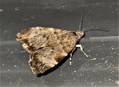 Choreutis melanopepla