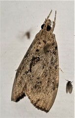 Crocidolomia suffusalis