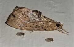 Crocidolomia suffusalis