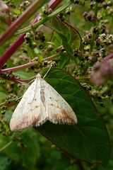 Evergestis extimalis