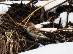 Leucosticte nemoricola