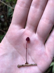 Marasmius haematocephalus