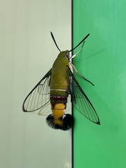 Cephonodes hylas virescens