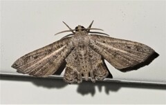 Phazaca interrupta