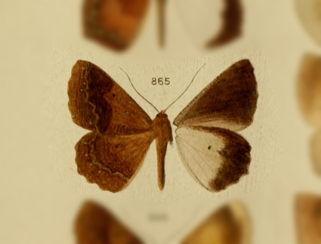 Sabulodes mimula