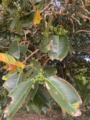 Terminalia catappa