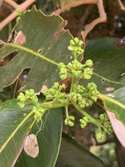 Terminalia catappa