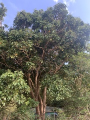 Terminalia catappa