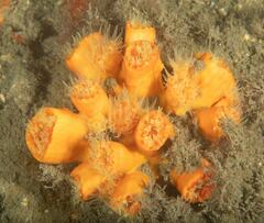 Australopsammia aurea