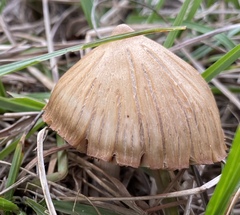 Entoloma vernum