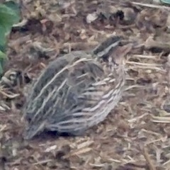 Coturnix pectoralis