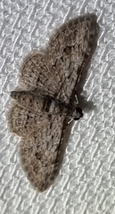 Sigilliclystis insigillata