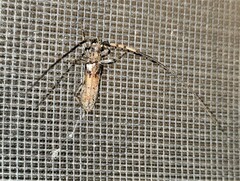 Didymocantha obliqua