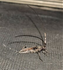 Didymocantha obliqua