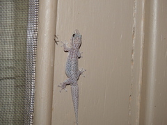 Gehyra versicolor