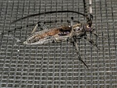 Didymocantha obliqua