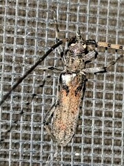 Didymocantha obliqua