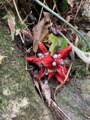 Zingiber kawagoii