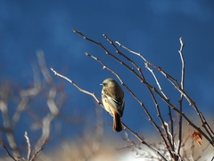 Phoenicurus erythronotus